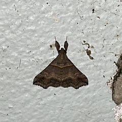 Heterogramma circumflexalis