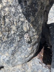 Nerita tessellata