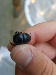 Thorectes punctulatus