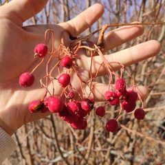 Sorbus tianschanica