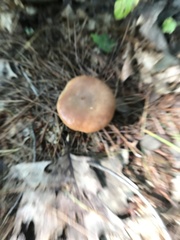 Phylloporus leucomycelinus