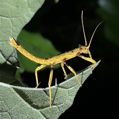 Creoxylus