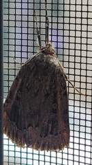Amphipyra pyramidoides