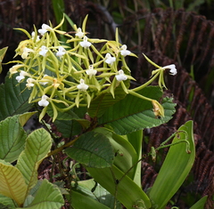 Epidendrum lacustre