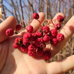 Sorbus tianschanica