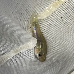 Poecilia reticulata