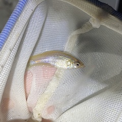 Poecilia reticulata
