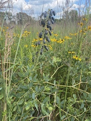 Baptisia australis
