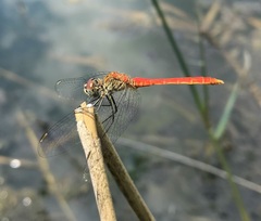 Sympetrum tibiale