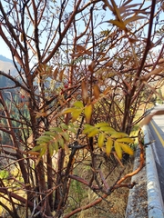 Sorbus tianschanica