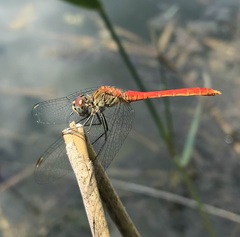Sympetrum tibiale
