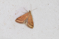 Microtheoris ophionalis