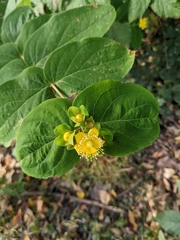 Hypericum androsaemum
