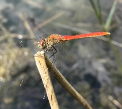 Sympetrum tibiale