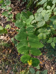 Hypericum androsaemum