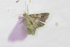 Frederickia nigricomma