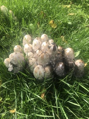 Coprinus comatus