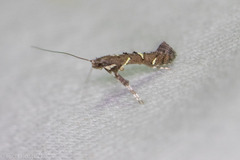 Caloptilia triadicae