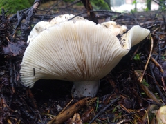 Russula brevipes