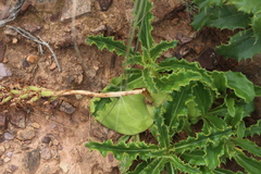 Berkheya armata