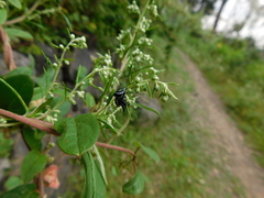 Paraphidippus aurantius