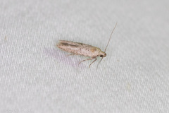 Obithome punctiferella