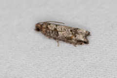 Epinotia