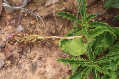 Berkheya armata