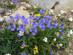 Veronica tenuifolia