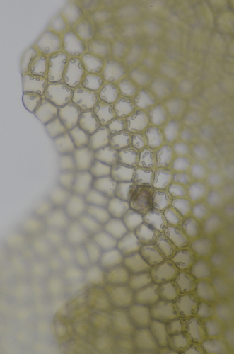 Image of Harpanthus flotovianus by no rights reserved