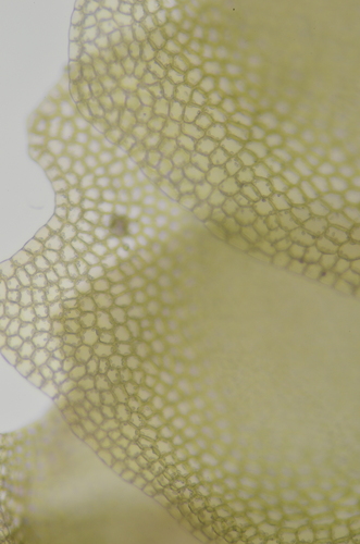 Image of Harpanthus flotovianus by no rights reserved