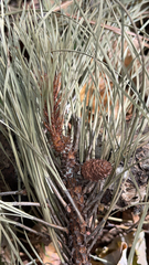 Pinus