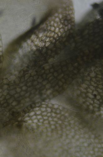Image of Harpanthus flotovianus by no rights reserved