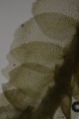 Image of Harpanthus flotovianus by no rights reserved
