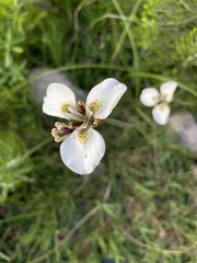 Moraea tricuspidata