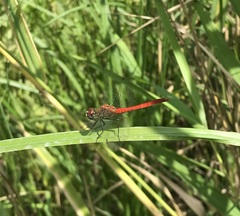 Sympetrum tibiale