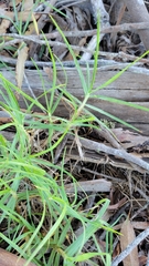 Cenchrus clandestinus