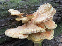 Laetiporus sulphureus