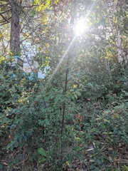 Cotoneaster franchetii