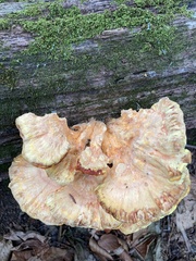Laetiporus sulphureus