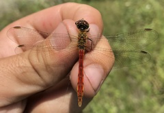 Sympetrum depressiusculum