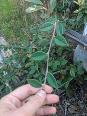 Cotoneaster franchetii