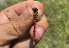 Sympetrum depressiusculum