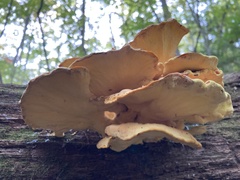 Laetiporus sulphureus