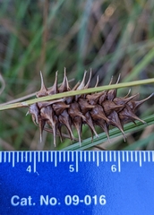 Carex bullata