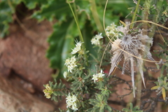 Agathosma foetidissima
