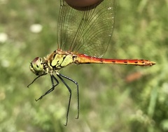 Sympetrum depressiusculum