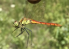 Sympetrum depressiusculum