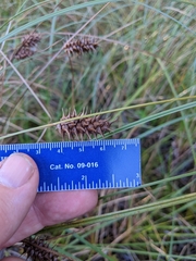 Carex bullata