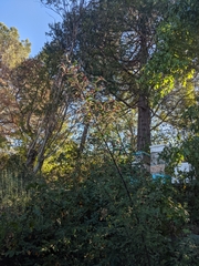 Cotoneaster franchetii